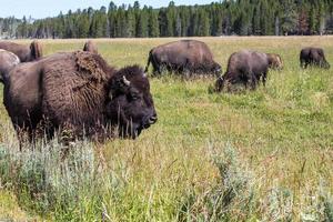 bisontes no parque nacional de yellowstone, wyoming, eua foto