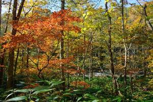 outono de oirase gorge em aomori, japão foto