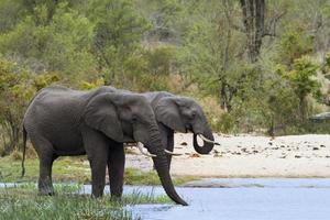 elefante africano no parque nacional kruger foto