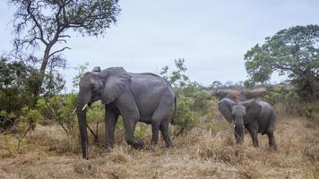 elefante africano no parque nacional kruger foto