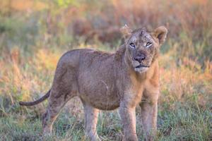jovem leão no parque nacional Kruger foto