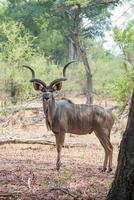 kudu maior