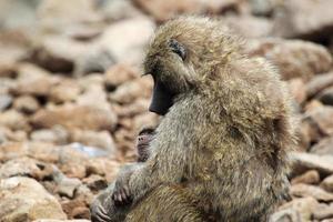 bebê e mãe babuíno verde-oliva (papio anubis) foto