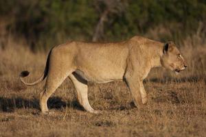leoa no parque nacional Kruger