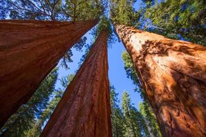 sequoias na califórnia vista de baixo