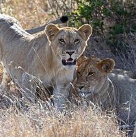 leões masai mara