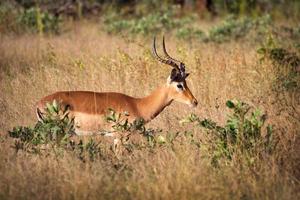 impala masculino, áfrica do sul