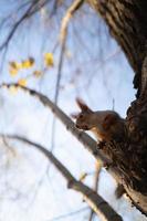 um esquilo travesso em uma árvore foto