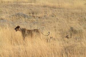 leões no parque nacional de etosha na namíbia foto