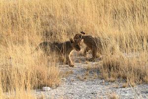 leões no parque nacional de etosha na namíbia foto