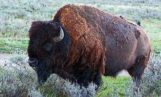 touro búfalo-bisão americano no parque nacional de yellowstone foto