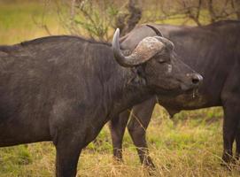 búfalo africano
