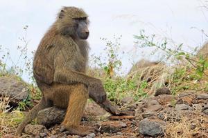 babuíno verde-oliva (papio anubis) sentado