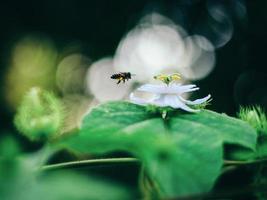 zvista de perto de uma abelha pairando sobre uma flor branca foto