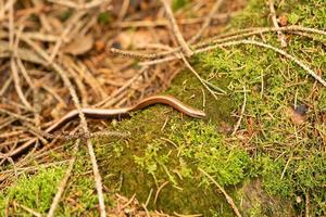 anguis fragilis na reserva natural fischbeker heide hamburgo foto