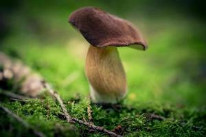 cogumelos selvagens frescos fora da floresta foto
