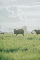 ovelhas no campo. foto