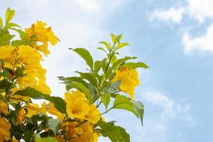 ancião amarelo, trumpetbush, trumpetflower no fundo do céu brilhante. foto