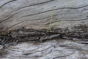 grama verde crescendo em rachaduras de grandes árvores secas. foto