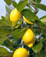 frutas de limão amarelo foto