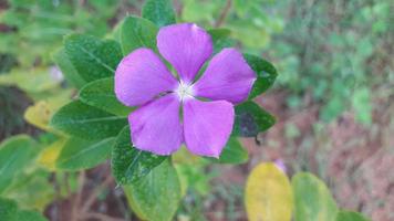 flor de pervinca de madagascar em uma planta foto