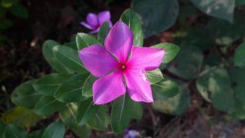 flor de pervinca de madagascar em uma planta foto