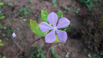 flor de pervinca de madagascar em uma planta foto