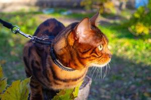 jovem e lindo gato de bengala em uma caminhada de outono entre a folhagem de outono amarela foto