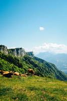 cavalos em campo de grama verde perto da montanha foto