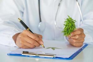 médico está pesquisando óleo de cânhamo. pesquisa de ervas de cannabis, maconha medicinal, pesquisa de óleo de cânhamo cbd. foto