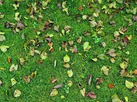 feche a superfície da grama verde em um prado em um dia ensolarado de verão. foto