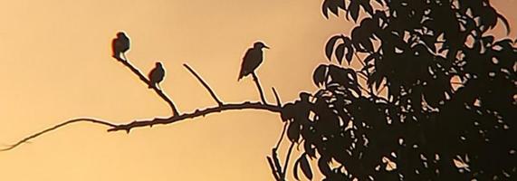 foto de pássaro com árvore preta