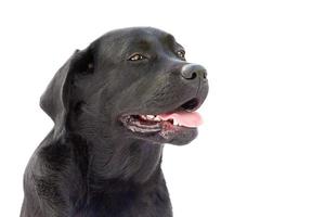 preto labrador retriever júnior sobre um fundo branco. cão isolar retrato. foto