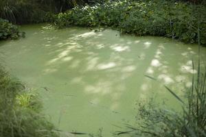 pântano na floresta. lagoa crescida. água verde no verão. foto