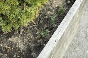 muda no solo. cultivo de plantas no solo. canteiro de flores na cidade. foto