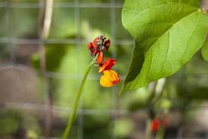 planta de jardim. flor no canteiro de flores. beleza das plantas de verão. foto