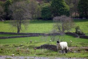 ovelhas brancas e negras com vista de yorkshire dales ao fundo foto