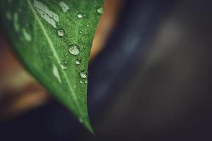 lindas grandes gotas de chuva claras em folhas verdes, gotas de orvalho matinal brilham ao sol bela textura de folha em fundo de natureza natureza. foto