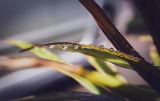 lindas grandes gotas de chuva claras em folhas verdes, gotas de orvalho matinal brilham ao sol bela textura de folha em fundo de natureza natureza. foto