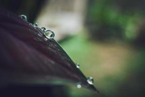 lindas grandes gotas de chuva claras em folhas verdes, gotas de orvalho matinal brilham ao sol bela textura de folha em fundo de natureza natureza. foto