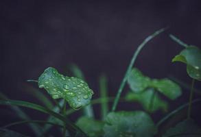 lindas grandes gotas de chuva claras em folhas verdes, gotas de orvalho matinal brilham ao sol bela textura de folha em fundo de natureza natureza. foto
