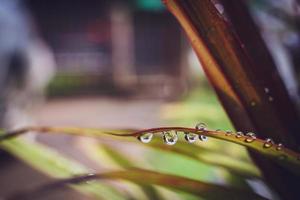 lindas grandes gotas de chuva claras em folhas verdes, gotas de orvalho matinal brilham ao sol bela textura de folha em fundo de natureza natureza. foto