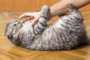 mão de homem está brincando com um lindo gato segurando-o pelas patas foto