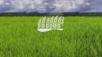 drone agrícola voa para fertilizante pulverizado nos campos de arroz. agricultura industrial e agricultura inteligente foto