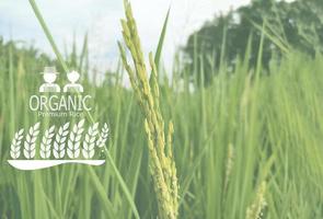 arroz orgânico premium, produtos naturais. cultivada por uma agricultura meticulosa foto