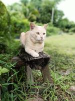 um gato macho de olhos amarelos, de cor creme, olhando para a frente e sentado em um tronco. há árvores e grama verde ao fundo. fique em contato próximo com a natureza das espécies nativas do sul da Ásia foto