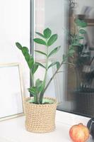 zamioculcas ou gema zanzibar, planta zz, planta zuzu em vaso de malha de juta. em uma janela em casa. plantas domésticas, decoração boho mínima para jardim interno. foto