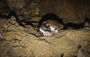 o renascimento de um cachorrinho em uma toca foto