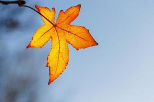 folha de outono, folhas velhas de bordo laranja, folhagem seca de árvores, foco suave, temporada de outono, uma mudança de natureza, luz solar suave e brilhante foto