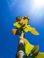 árvore de teca no contexto do céu azul brilhante e sol foto